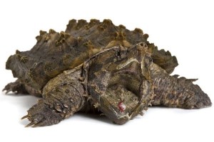 Macrochelys temminckii, bébé